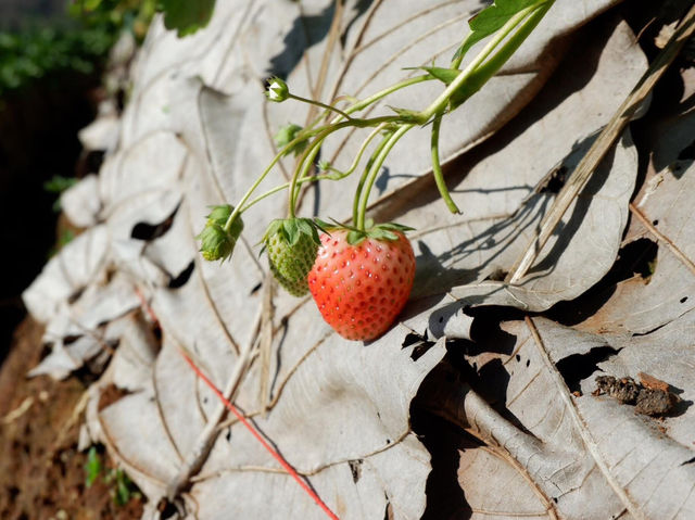 ไร่สตรอว์เบอร์รีบ้านนอแล 🍓🌱