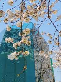 Long Museum (West Bund) Cherry Blossoms - Shanghai’s Industrial-Chic Sakura Spot