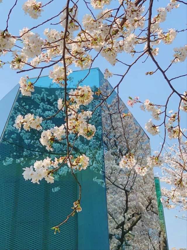 Long Museum (West Bund) Cherry Blossoms - Shanghai’s Industrial-Chic Sakura Spot