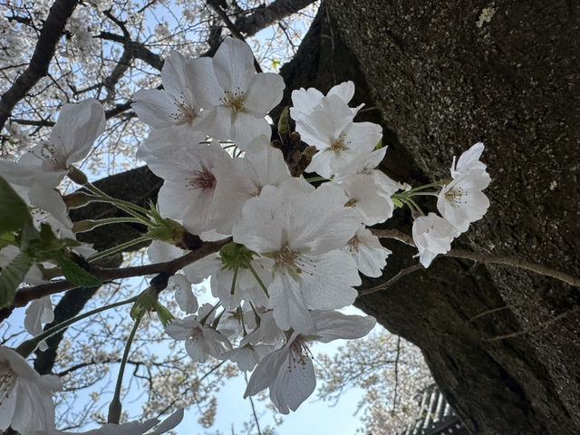 神秘的地方～櫻吹雪🌸