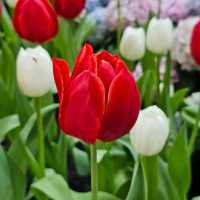 ไปชมทุ่งดอกทิวลิปที่ ระยองกัน 🌷