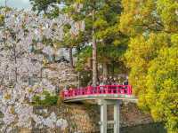 【愛知】桜×お城＝最強の春ショット🌸春の岡崎城