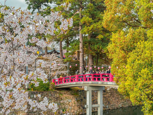 【愛知】桜×お城＝最強の春ショット🌸春の岡崎城
