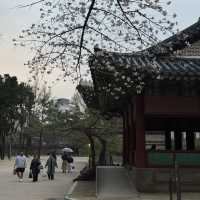 서울 벚꽃 명소 덕수궁 석조전