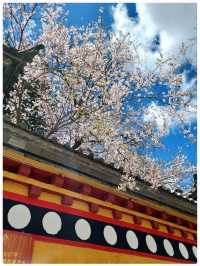 Spring @ แชงกรีลา 