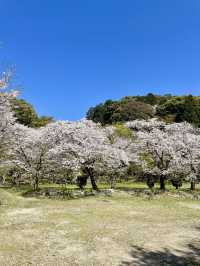 【福岡観光】桜パトロール