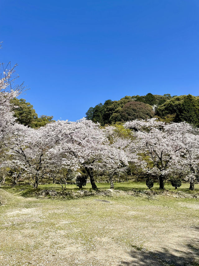 【福岡観光】桜パトロール