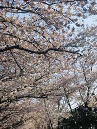 🇰🇷釜山賞櫻🌸 三樂生態公園🌸