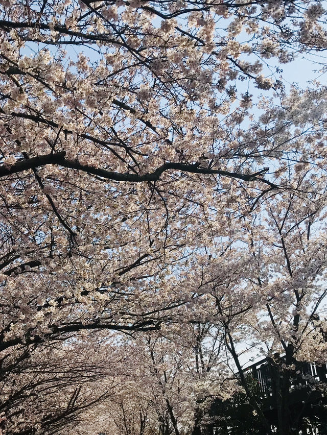 🇰🇷釜山賞櫻🌸 三樂生態公園🌸