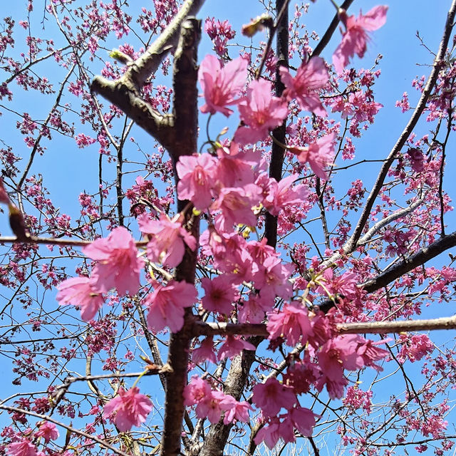 新社古堡莊園