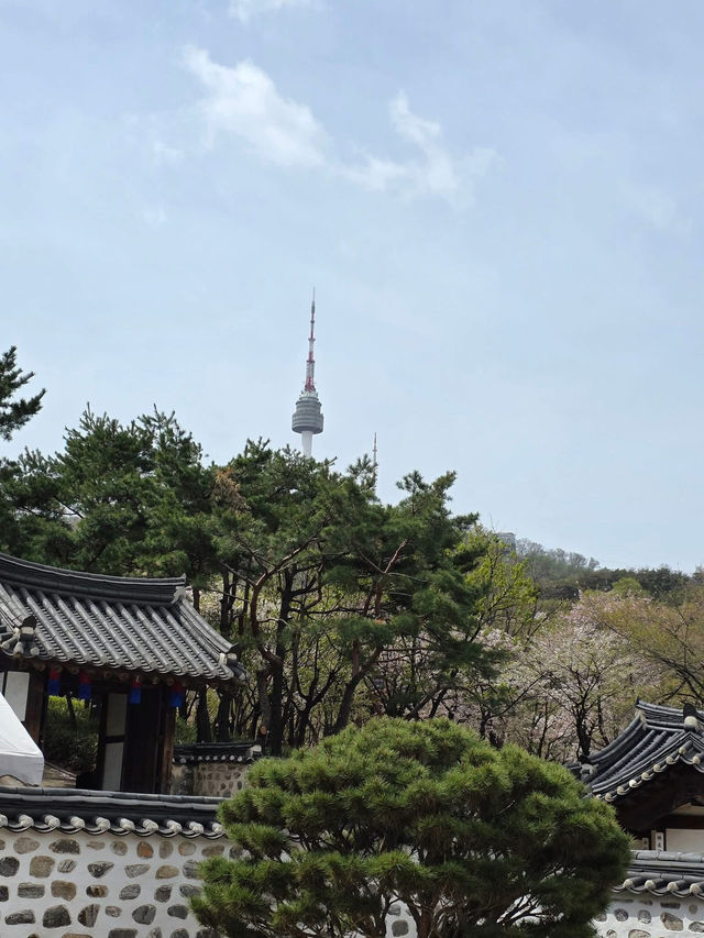 Namsan Seoul Tower — A Blossom-Filled Spring Escape in the Heart of Seoul