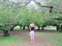 ดอยอ่างขาง 🌳 ธรรมชาติสวยๆ ณ ปลายฝนต้นหนาว