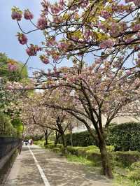 Spring Stroll at Komabano Park🌼