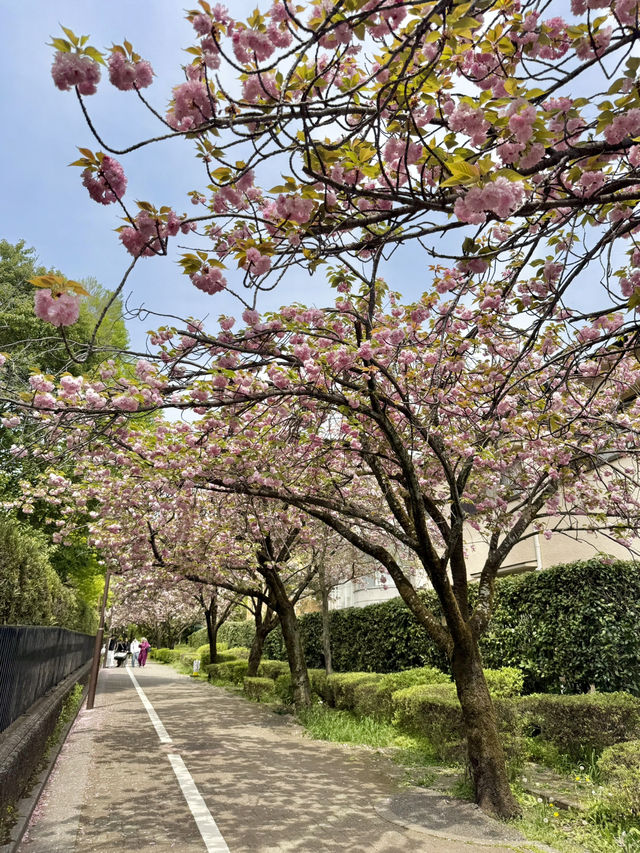Spring Stroll at Komabano Park🌼
