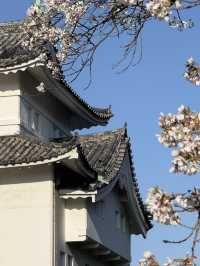 Evening cherry blossom in Nagoya castle @ Nagoya