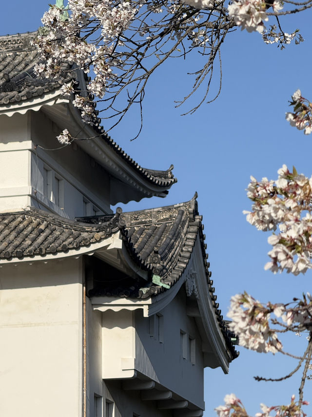 Evening cherry blossom in Nagoya castle @ Nagoya