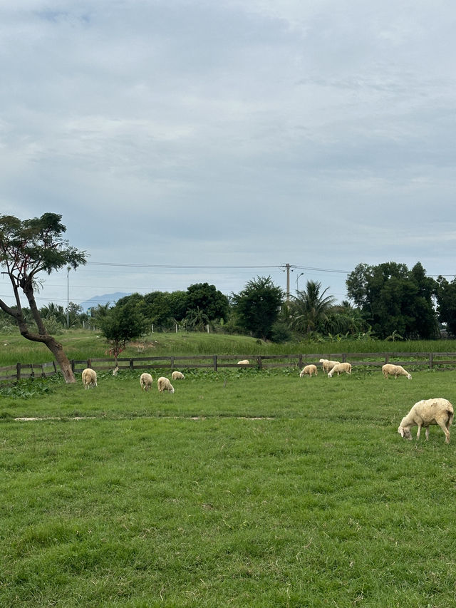 나트랑 양떼목장 🐑