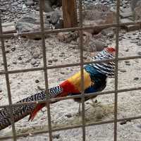 Sunday Morning at Ragunan Zoo