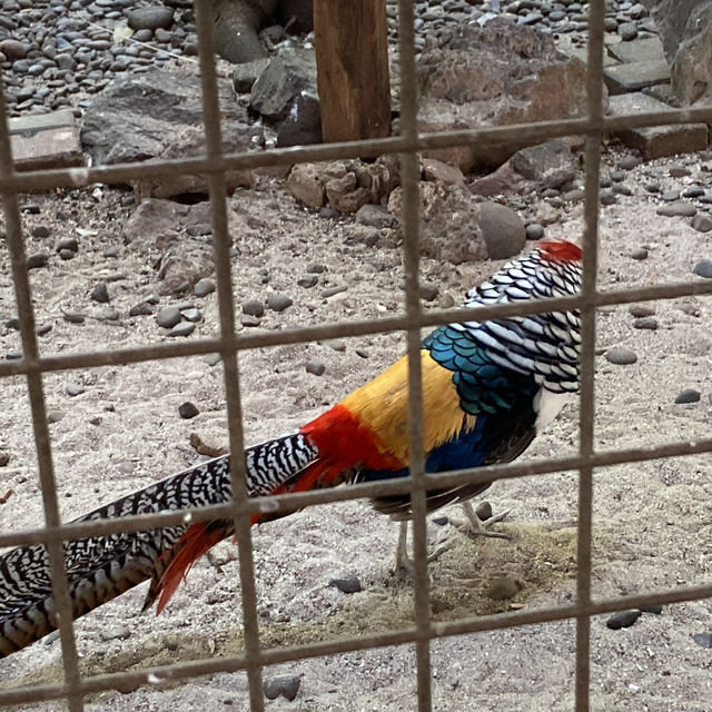 Sunday Morning at Ragunan Zoo