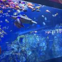 【三重/鳥羽】鳥羽水族館と桜スポットのご紹介🦦🌸