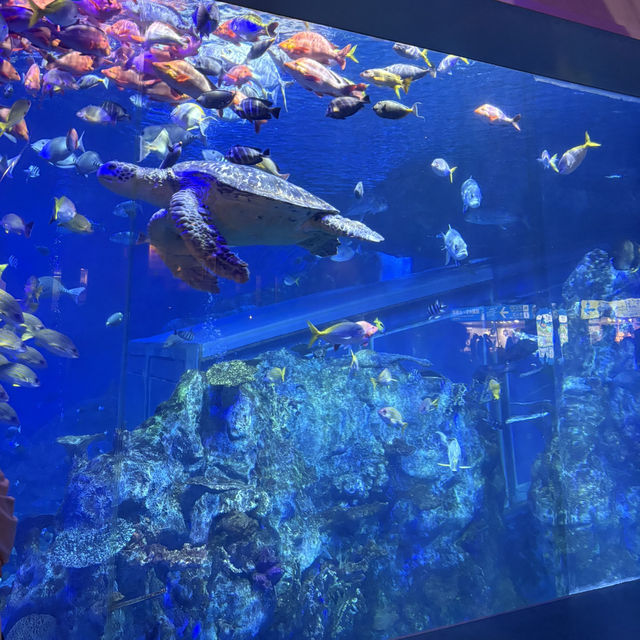 【三重/鳥羽】鳥羽水族館と桜スポットのご紹介🦦🌸