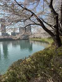 Cherry Blossoms Guide for Seokchon Lake