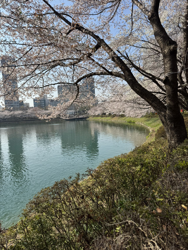 Cherry Blossoms Guide for Seokchon Lake