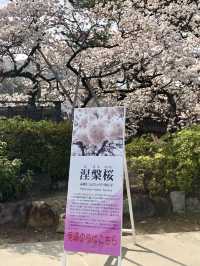 Spring Serenity at Zentsuji Temple