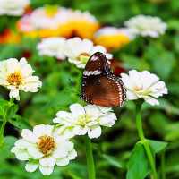 Butterfly Garden, Dubai