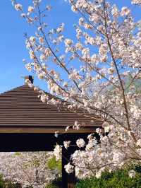 Spring’s Gentle Embrace: Cherry Blossoms at Gucun Park