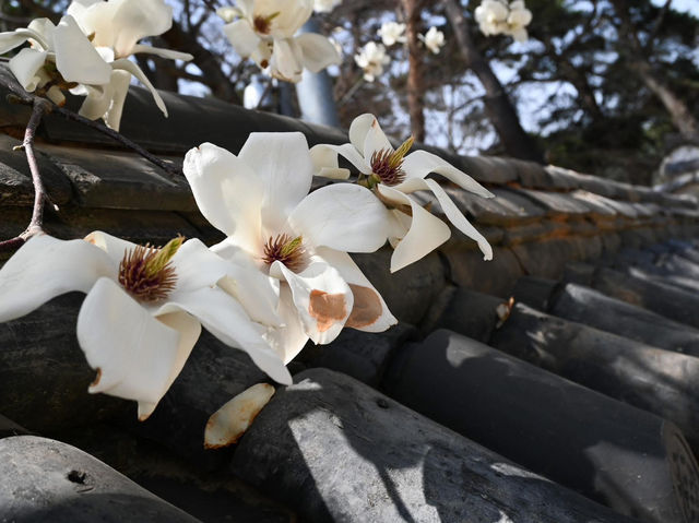 “Bulguksa Temple: Where Cherry Blossoms Embrace Timeless Tranquility”