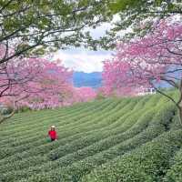 Zhangping Yongfu Cherry Blossom Garden – Fujian
