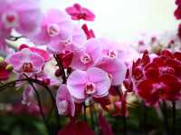 🌸 Orchid Wonderland in the Hills 🌿