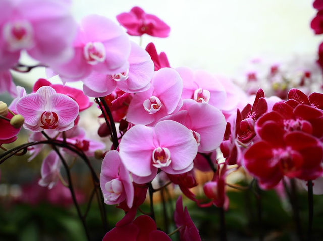 🌸 Orchid Wonderland in the Hills 🌿