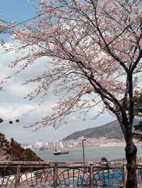 Bloom, Breeze & a Bit of Roar: Discover the Charm of Songdo Cable Car