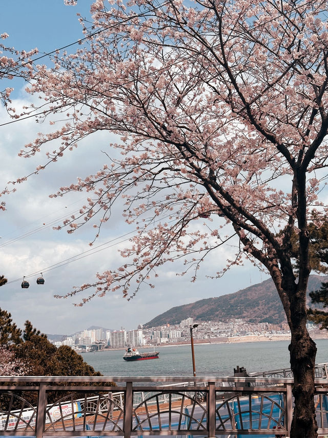Bloom, Breeze & a Bit of Roar: Discover the Charm of Songdo Cable Car