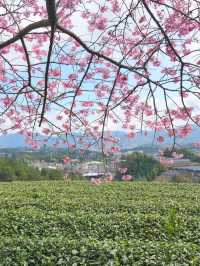 Cherry Blossoms & Brews: Discover the Enchanting Tea Garden of Yongfu