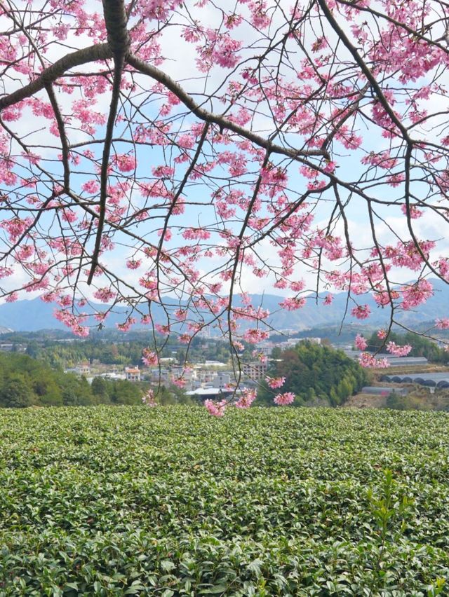 Cherry Blossoms & Brews: Discover the Enchanting Tea Garden of Yongfu