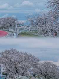 Hey! A Truly Hidden Gem for Cherry Blossom Viewing in Tokyo 🌸