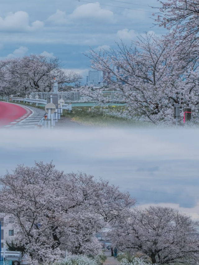 Hey! A Truly Hidden Gem for Cherry Blossom Viewing in Tokyo 🌸