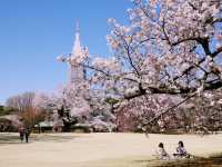 🌸 Sakura Fever in Shinjuku Gyoen: Picnics, Petals & One Very Bold Squirrel