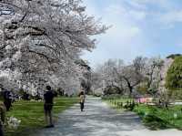 🌸 Time-Traveling Sakura: My Day in Koishikawa Korakuen’s Secret Garden 🌸