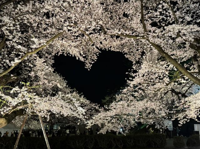 Petals and Palaces: The Magic of Hirosaki’s Cherry Blossoms