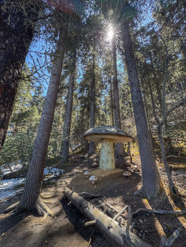 A Peaceful Escape into Nature: Discovering the Beauty of Potatso National Park (普达措国家公园)