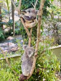 【ゴールドコースト】WILDLIFE SANCTUARY