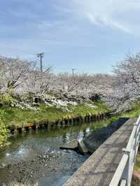 千葉県のイチオシ花見スポット🌸