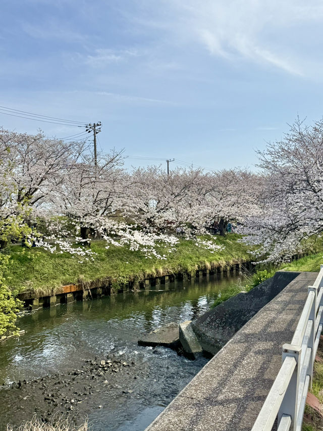 千葉県のイチオシ花見スポット🌸