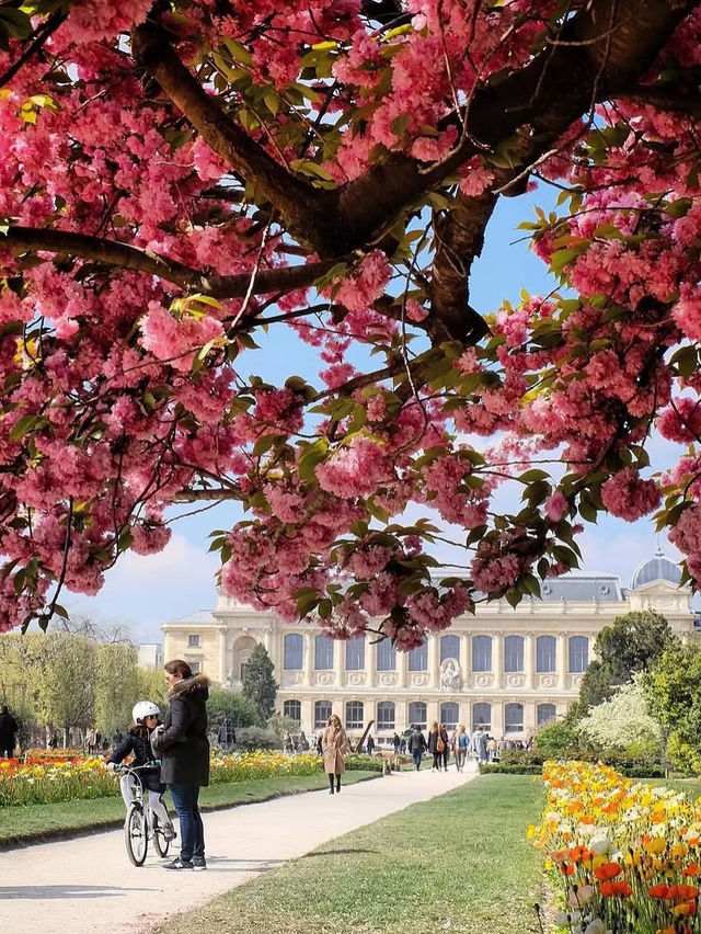 🇫🇷 Paris in Bloom｜Springtime Sakura in the City of Love