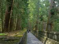 Nikko's Ancient Cedar Avenue: Japan's April Awakening