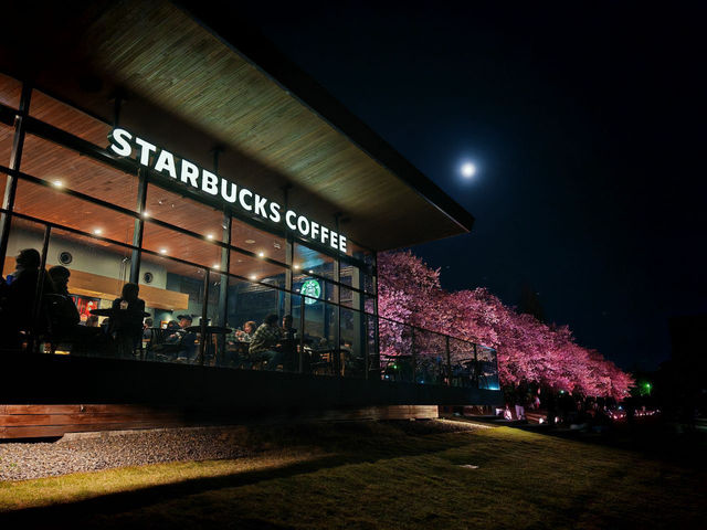 The Most Beautiful and Romantic Starbucks store with Cherry Blossom! 🌸 